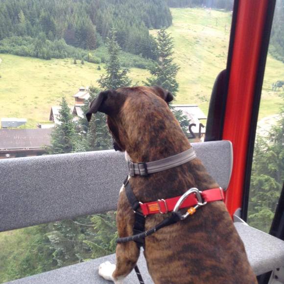 Meet your Posher, Britanee - Picture 1 of 1